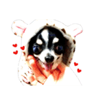 my family dog~ beagle Chihuahua（個別スタンプ：5）