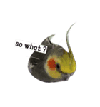 Bird's daily life part.2（個別スタンプ：4）