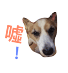 Corgi BJ big head（個別スタンプ：3）