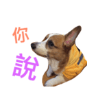 Corgi BJ big head（個別スタンプ：5）