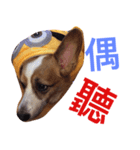 Corgi BJ big head（個別スタンプ：6）