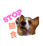 Corgi BJ big head（個別スタンプ：7）