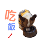 Corgi BJ big head（個別スタンプ：8）