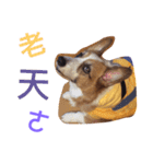 Corgi BJ big head（個別スタンプ：11）