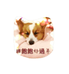 Corgi BJ's feelings v4.0（個別スタンプ：2）