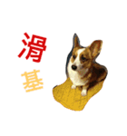 Corgi BJ's feelings v4.0（個別スタンプ：4）