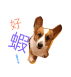 Corgi BJ's feelings v4.0（個別スタンプ：6）