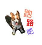 Corgi BJ's feelings v4.0（個別スタンプ：8）