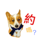 Corgi BJ's feelings v4.0（個別スタンプ：9）