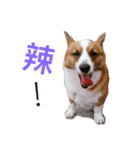 Corgi BJ's feelings v4.0（個別スタンプ：10）