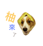 Corgi BJ's feelings v4.0（個別スタンプ：11）