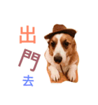 Corgi BJ's feelings v4.0（個別スタンプ：12）