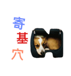 Corgi BJ's feelings v4.0（個別スタンプ：13）