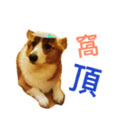 Corgi BJ's feelings v4.0（個別スタンプ：14）