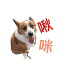 Corgi BJ's feelings v4.0（個別スタンプ：15）