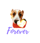 Corgi BJ's feelings v4.0（個別スタンプ：16）