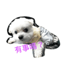 sweet a-ton（個別スタンプ：1）