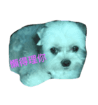 sweet a-ton（個別スタンプ：8）