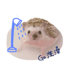 pets talk（個別スタンプ：1）