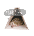 pets talk（個別スタンプ：2）