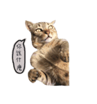 pets talk（個別スタンプ：3）