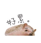 pets talk（個別スタンプ：4）