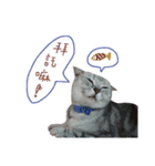 pets talk（個別スタンプ：5）