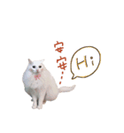 pets talk（個別スタンプ：7）