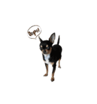 copter-katy n0.2（個別スタンプ：16）
