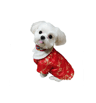 Cute puppy yo-yo（個別スタンプ：1）