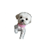 Cute puppy yo-yo（個別スタンプ：2）