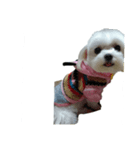 Cute puppy yo-yo（個別スタンプ：4）