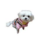 Cute puppy yo-yo（個別スタンプ：5）