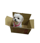 Cute puppy yo-yo（個別スタンプ：7）