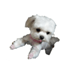 Cute puppy yo-yo（個別スタンプ：8）