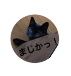 うる猫（個別スタンプ：1）
