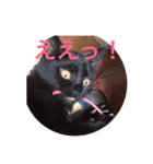 うる猫（個別スタンプ：2）
