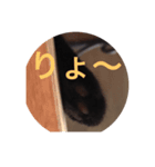 うる猫（個別スタンプ：5）