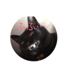 うる猫（個別スタンプ：6）