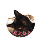 うる猫（個別スタンプ：8）