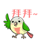 Cute Conure（個別スタンプ：6）