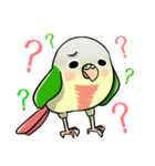 Cute Conure（個別スタンプ：11）