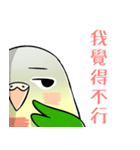 Cute Conure（個別スタンプ：17）