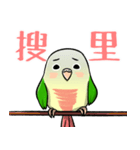 Cute Conure（個別スタンプ：23）