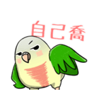 Cute Conure（個別スタンプ：33）