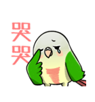 Cute Conure（個別スタンプ：36）