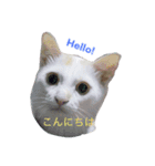 多摩とタゴ（個別スタンプ：1）