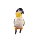 Parrot (o^^o)（個別スタンプ：1）