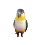 Parrot (o^^o)（個別スタンプ：2）