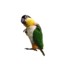 Parrot (o^^o)（個別スタンプ：3）